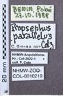 Etiketten zu Propsephus insignis (NHMW-ZOO-COL-0010219)